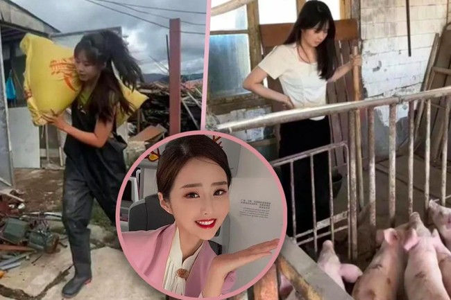 Kepada lebih dari 1,2 juta follower, Yang sering membagikan caranya menyiapkan dan memberi makan babi, membersihkan kandang, dll.   Aku bekerja sangat keras di peternakan babi hingga punggung dan pinggangku sakit setiap hari. Setelah seharian bekerja, tubuhku sangat bau, tulisnya di Weibo. Foto: Weibo via SCMP
