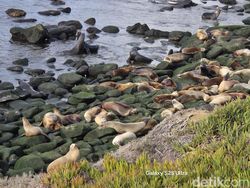 Menangkap Wide Angle 50 MP dari Samsung S25 Ultra, Warnanya Mantap Jiwa!