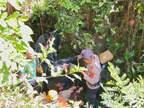 Pakai Motor, Turis Prancis Terperosok di Jurang Bali