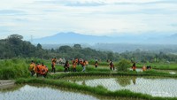 Peserta Pejalan Walk di Koto Gadang melewati area persawahan.