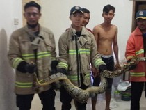 Ngeri! Ular Piton 3,5 Meter Nangkring di Atap Rumah Warga