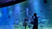 Feeding Show di akuarium atau pihak pengelola memberikan makan ikan untuk dengan cara menyelam dilakukan oleh tiga orang.
