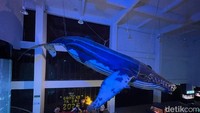 Pengelola Aquarium Indonesia Noviandry Rahmawan mengatakan memasuki liburan Isra Miraj dan Imlek 2025 pengunjung ke akuarium terus bertambah. Alhamdulillah kalo kunjungan saat weekend kemarin ada 1.000 lebih, dari biasanya kalo weekdays 100 hingga 200 orang saja, ucap Andri kepada detikJabar.