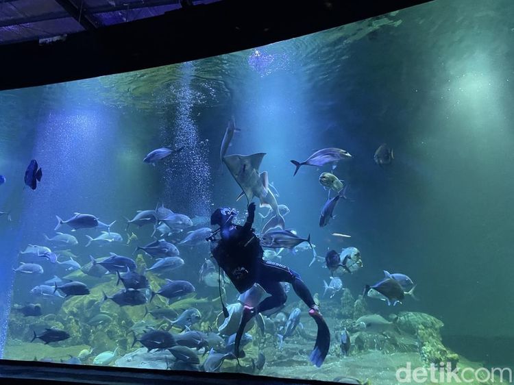 Sibuknya Aquarium Indonesia Pangandaran Saat Musim Liburan