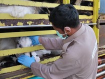 Cegah PMK, Balai Karantina Sumsel Perketat Pengawasan Lalu Lintas Hewan