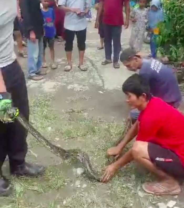 Belasan ekor ular sanca dievakuasi dari rumah di Cibitung, Bekasi. Sebelum belasan sanca ditangkap, warga sempat menduga hewan ternak hilang karena dicuri. (dok Panakawan Rescue)