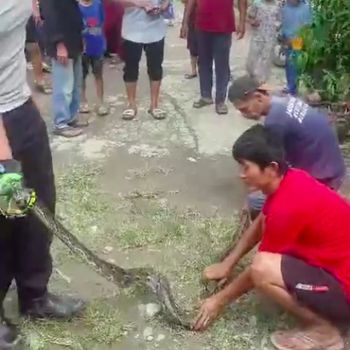 Belasan ekor ular sanca dievakuasi dari rumah di Cibitung, Bekasi. Sebelum belasan sanca ditangkap, warga sempat menduga hewan ternak hilang karena dicuri. (dok Panakawan Rescue)