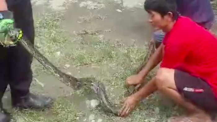 Belasan ekor ular sanca dievakuasi dari rumah di Cibitung, Bekasi. Sebelum belasan sanca ditangkap, warga sempat menduga hewan ternak hilang karena dicuri. (dok Panakawan Rescue)