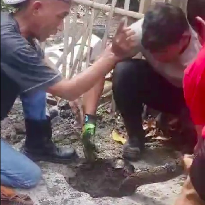 Belasan ekor ular sanca dievakuasi dari rumah di Cibitung, Bekasi. Sebelum belasan sanca ditangkap, warga sempat menduga hewan ternak hilang karena dicuri. (dok Panakawan Rescue)