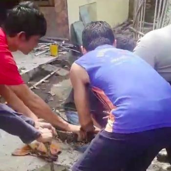 Belasan ekor ular sanca dievakuasi dari rumah di Cibitung, Bekasi. Sebelum belasan sanca ditangkap, warga sempat menduga hewan ternak hilang karena dicuri. (dok Panakawan Rescue)