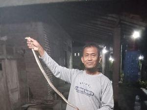 Masuk ke Kandang Entok, Ular Piton 1 Meter Ditangkap di Tulas Klaten