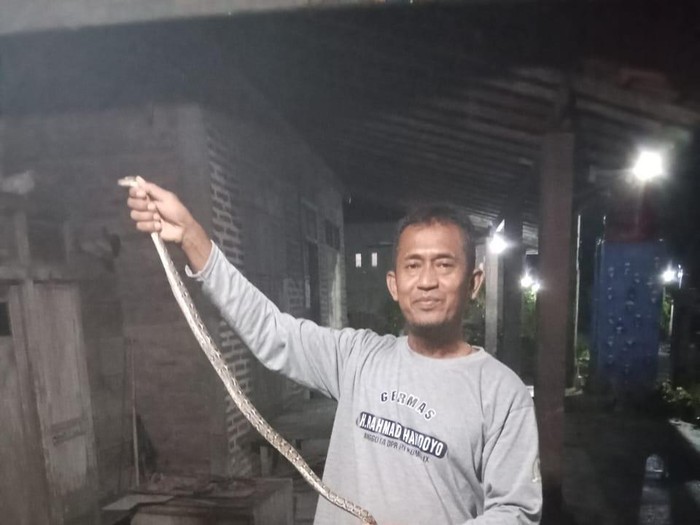Seekor ular piton dengan panjang 1 meter diamankan karena masuk kandang ternak di Klaten, Senin (27/1/2025).