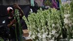 Jelang Imlek, Penjualan Bunga Sedap Malam Meningkat