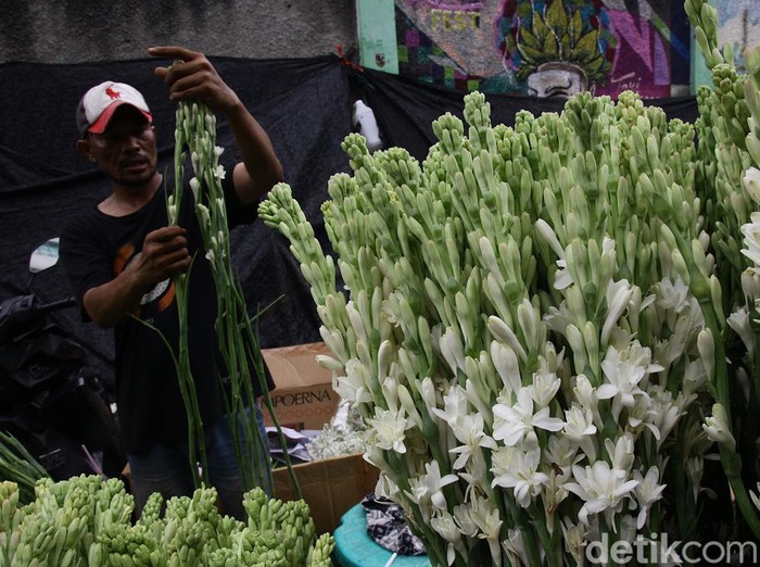 Jelang Imlek, Penjualan Bunga Sedap Malam Meningkat Jelang Imlek penjualan bunga di Pasar Bunga Rawa Belong, Jakarta, meningkat. Warga mencari bunga sedap malam.