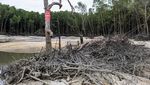 Hutan Mangrove Ini Rusak akibat Penambangan Timah Ilegal