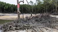 Nelayan mengamati kawasan hutan mangrove yang rusak akibat penambangan biji timah ilegal di perairan Teluk Kelabat Dalam, Belinyu, Kabupaten Bangka, Kepulauan Bangka Belitung.