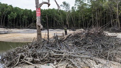 Hutan Mangrove Ini Rusak akibat Penambangan Timah Ilegal
