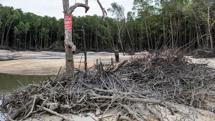 Kawasan hutan mangrove yang rusak akibat penambangan biji timah ilegal di perairan Teluk Kelabat Dalam, Belinyu, Kabupaten Bangka, Kepulauan Bangka Belitung, Minggu (26/1/2025). Kerusakan kawasan hutan mangrove di daerah tersebut dikarenakan maraknya penambangan biji timah ilegal. ANTARA FOTO/Nova Wahyudi/foc.