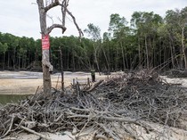 Hutan Mangrove Ini Rusak akibat Penambangan Timah Ilegal