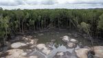 Hutan Mangrove Ini Rusak akibat Penambangan Timah Ilegal