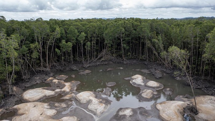 Kawasan hutan mangrove yang rusak akibat penambangan biji timah ilegal di perairan Teluk Kelabat Dalam, Belinyu, Kabupaten Bangka, Kepulauan Bangka Belitung, Minggu (26/1/2025). Kerusakan kawasan hutan mangrove di daerah tersebut dikarenakan maraknya penambangan biji timah ilegal. ANTARA FOTO/Nova Wahyudi/foc.