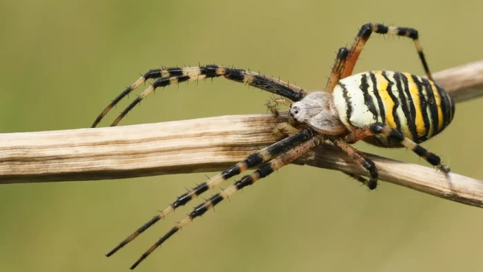 Laba-laba tawon jantan Argiope bruennichi dan laba-laba jantan dewasa lainnya mencium bau feromon seks laba-laba betina bukan melalui hidung. Melainkan bagian tubuh ini.