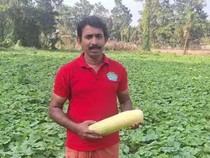 Hebat! Eks Akuntan Sukses Jadi Petani dan Ekspor Sayuran ke Dubai