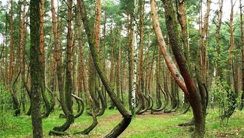 Hutan Bengkok di Polandia. Foto: (Bored Panda)
