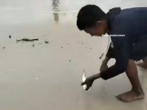 Viral Ikan Naik ke Daratan di Natuna, Begini Kata Dinas Perikanan
