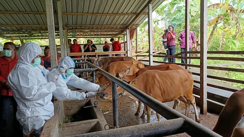 Petugas kesehatan hewan saat pemberian vaksin PMK di Kecamatan Marga beberapa waktu lalu.