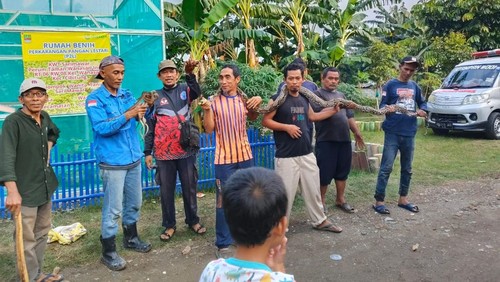 Warga Cibitung, Kabupaten Bekasi, Jawa Barat (Jabar) dihebohkan sarang ular sanca dalam rumah. Belasan ekor sanca dievakuasi dari lokasi tersebut. (dok Panakawan Rescue)