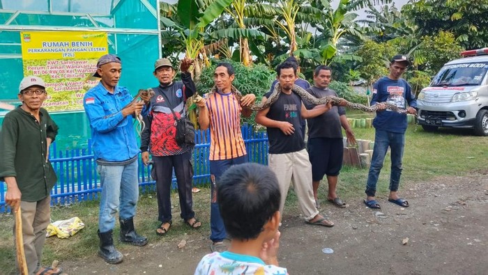 Warga Cibitung, Kabupaten Bekasi, Jawa Barat (Jabar) dihebohkan sarang ular sanca dalam rumah. Belasan ekor sanca dievakuasi dari lokasi tersebut. (dok Panakawan Rescue)