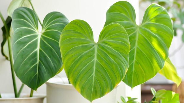 Philodendron Gloriosum ,Philodendron plant in the flowerpot