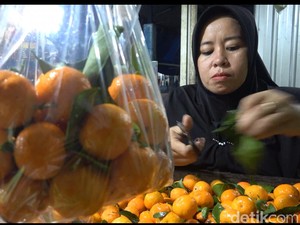 Penjualan Jeruk Mandarin-Santang di Lamongan Naik 2 Kali Lipat Jelang Imlek