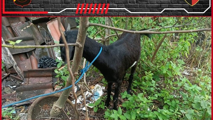 Barang bukti kambing yang diamankan Polsek Denpasar Selatan, Selasa (28/1/2025).