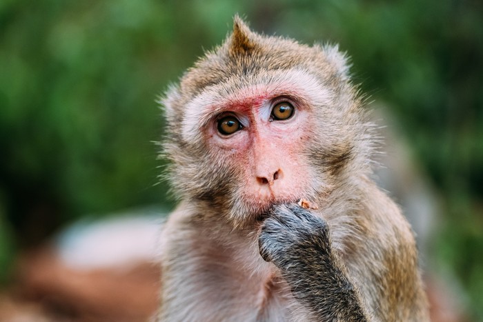 Kera rhesus macaque