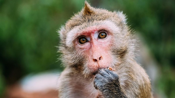 Kera rhesus macaque