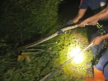 Ular Sowo Kembang 6 Kg Bikin Heboh Warga Pengasih Kulon Progo