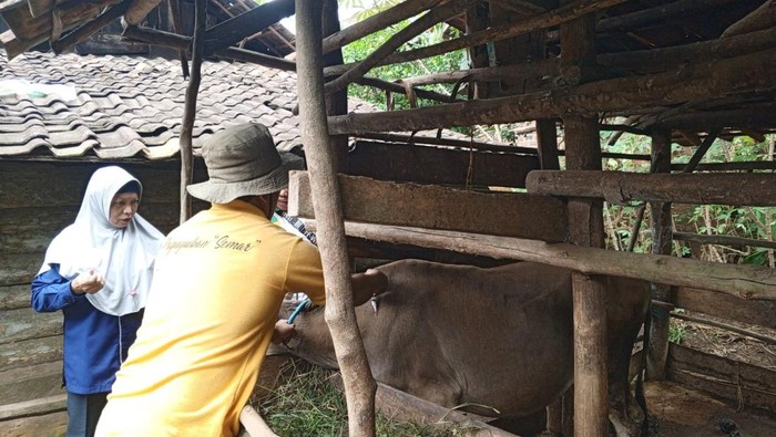 Proses vaksin PMK di Kabupaten Musi Rawas, Sumatera Selatan
