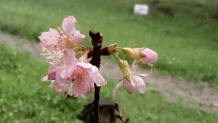 Bunga Sakura di Taman Sakura Tawangmangu