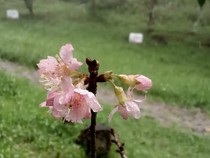 Taman Sakura Tawangmangu, Simbol Persahabatan dan Komitmen Hijau Toyota Indonesia