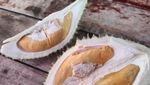 10 Varietas Durian Malaysia, D24 hingga Musang King