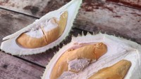 Durian red prawn atau D175 ini merupakan varietas dari Penang, Malaysia. Daging buahnya agak kemerahan mirip warna udang. Teksturnya creamy lembut dengan rasa manis legit, tapi pahit di akhir. Foto: iStockphoto/DETIKFOOD