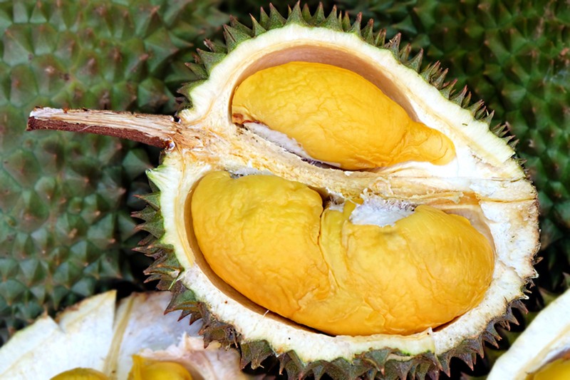 varietas durian Malaysia