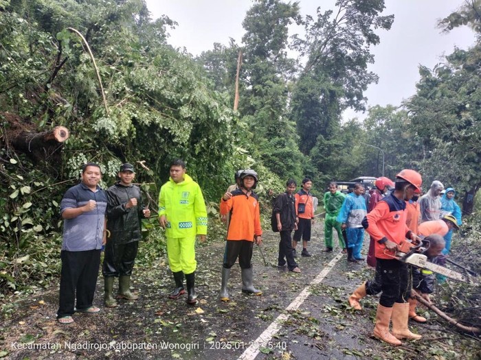 Evakuasi pohon tumbang menutup badan jalan di kawasan hutan Gunung Pegat, Kecamatan Nguntoronadi, Kabupaten Wonogiri, Rabu (29/1/2025).