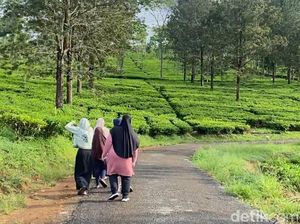 Jogging dengan Suasana Kebun Teh di Sukabumi, Sejuk dan Menyegarkan