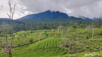 Lalu jika hendak trekking ke Upas Hill via Trek 11 Sukawana, setiap pendaki perlu membayar Rp5 ribu sekaligus pendataan.