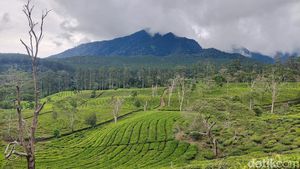 Pesona Hamparan Kebun Teh di Sukawana Bandung Barat