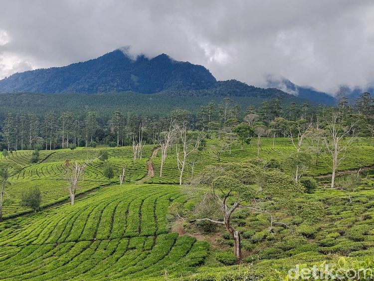 Pesona Hamparan Kebun Teh di Sukawana Bandung Barat
