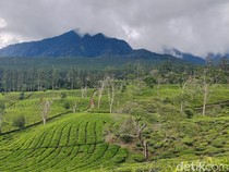 Pesona Hamparan Kebun Teh di Sukawana Bandung Barat